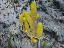 Tube corals?